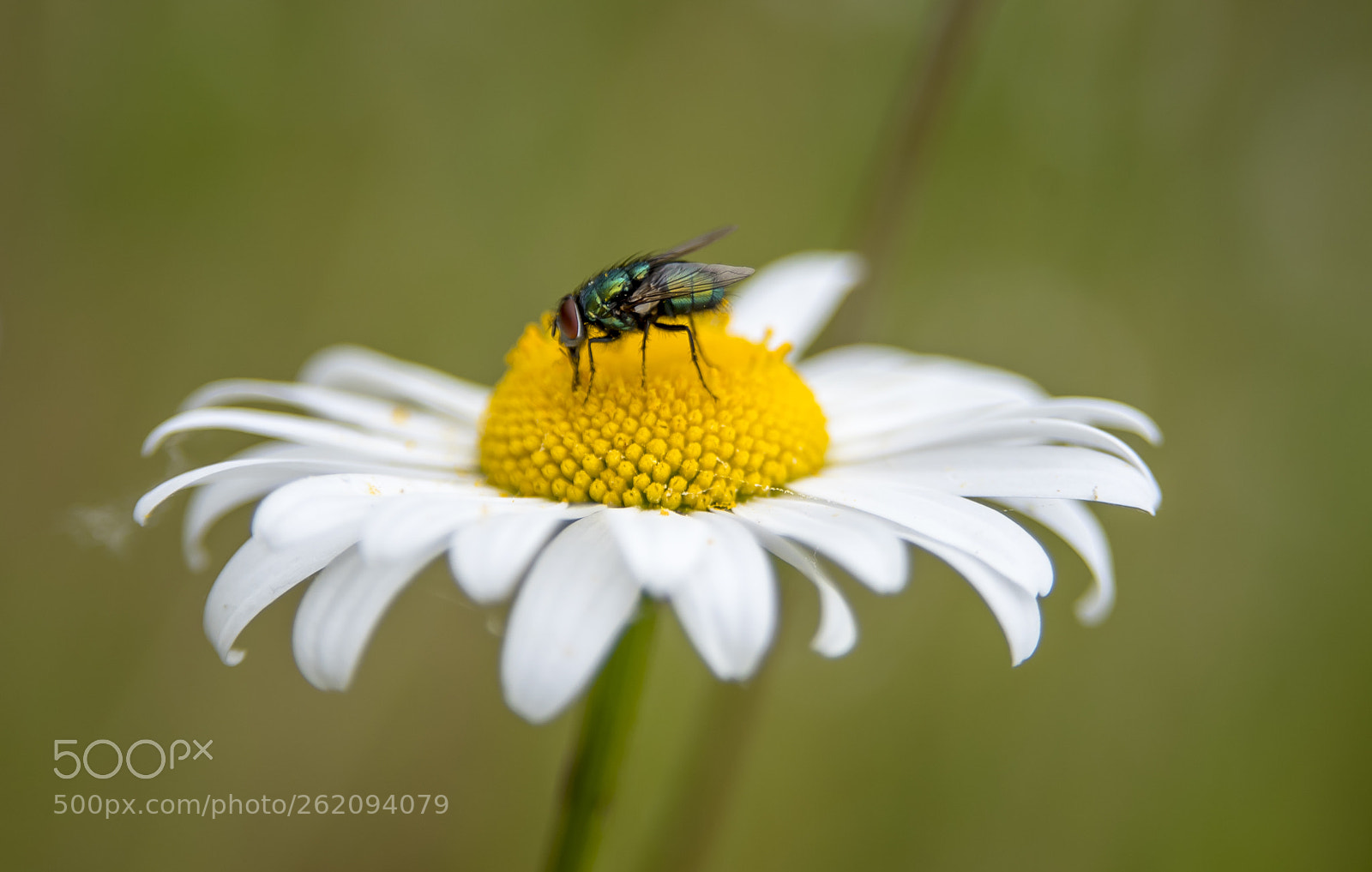Nikon D750 sample photo. Insects and flowers. photography