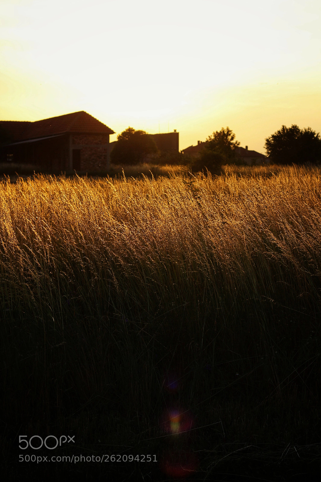 Canon EOS 600D (Rebel EOS T3i / EOS Kiss X5) sample photo. Sunny fields photography