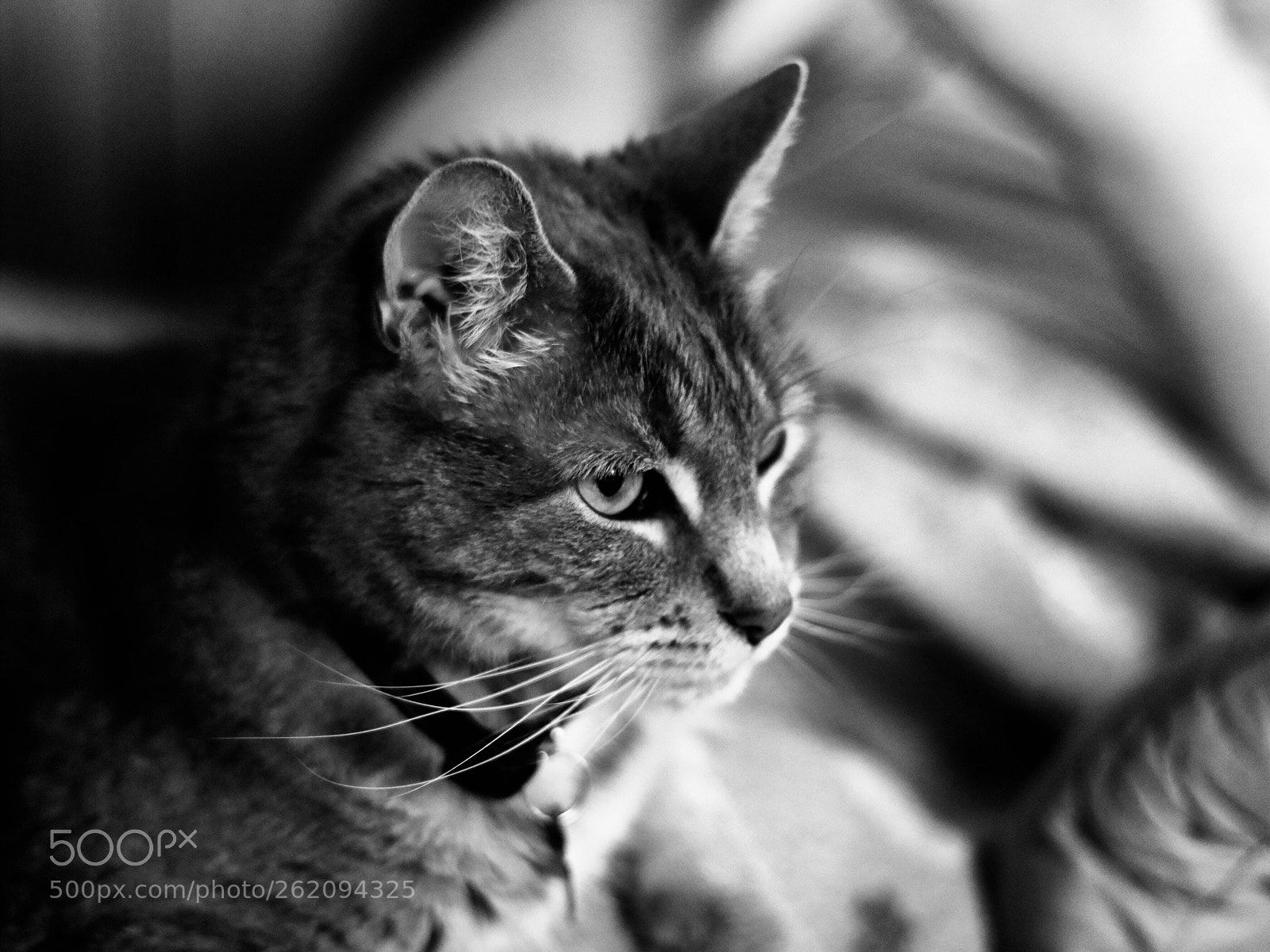 Canon EOS 80D sample photo. Untitled photography