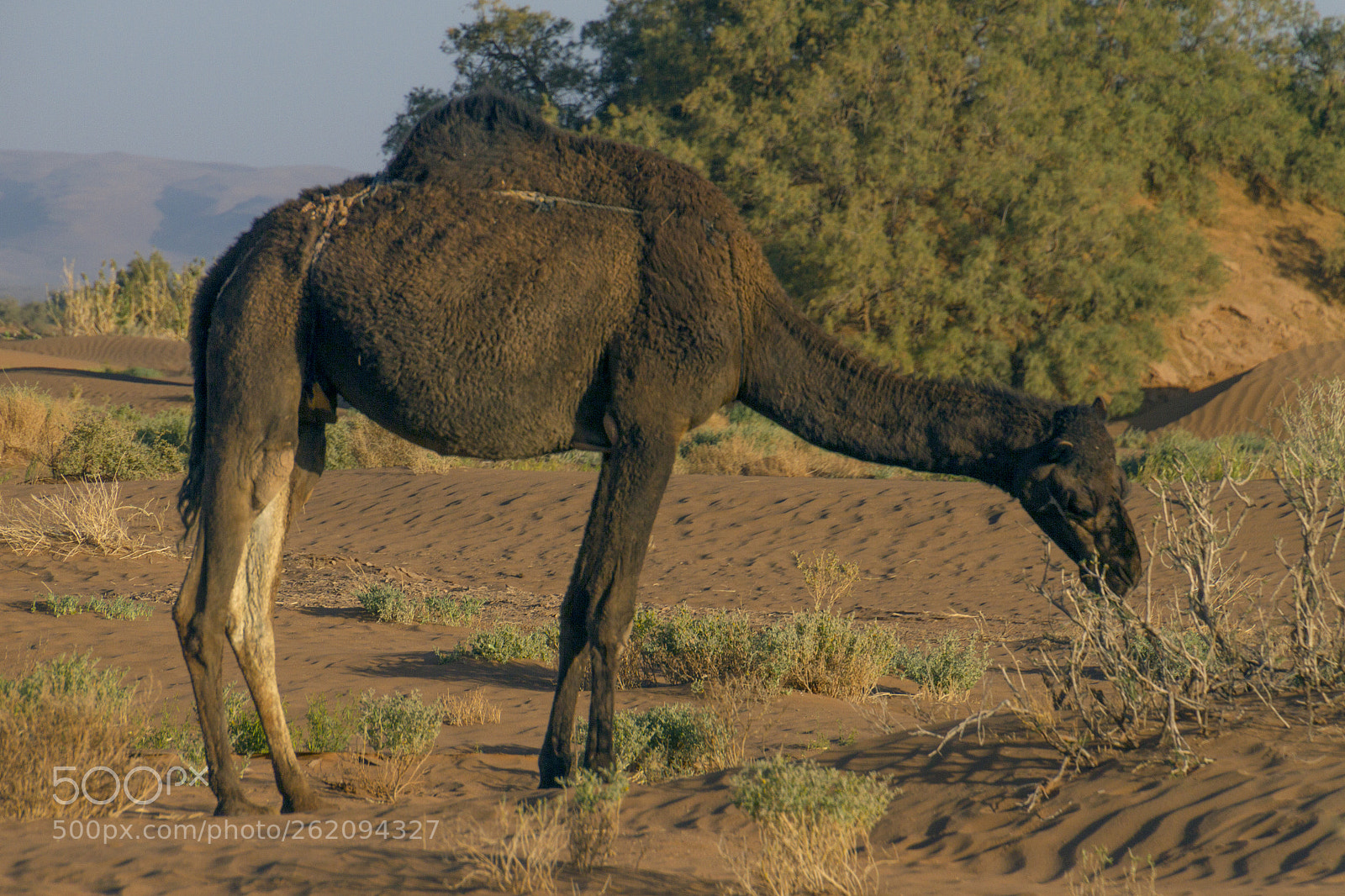 Canon EOS 7D sample photo. 2018-4197.jpg photography
