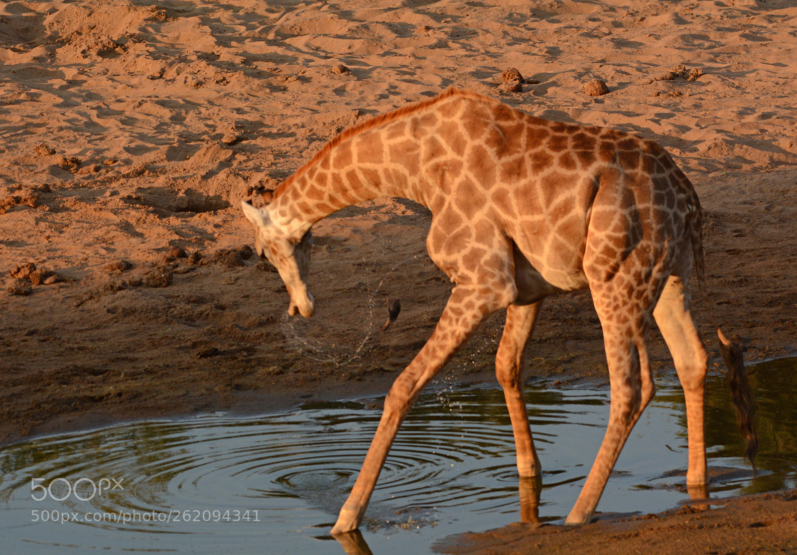 Nikon D7100 sample photo. Giraffe photography