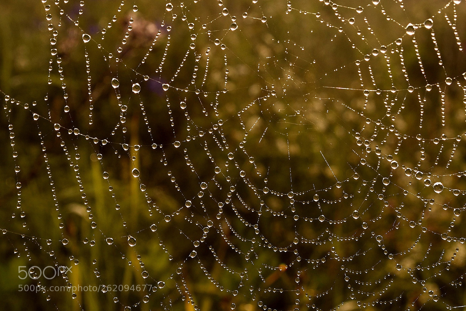 Nikon D750 sample photo. Morning photography