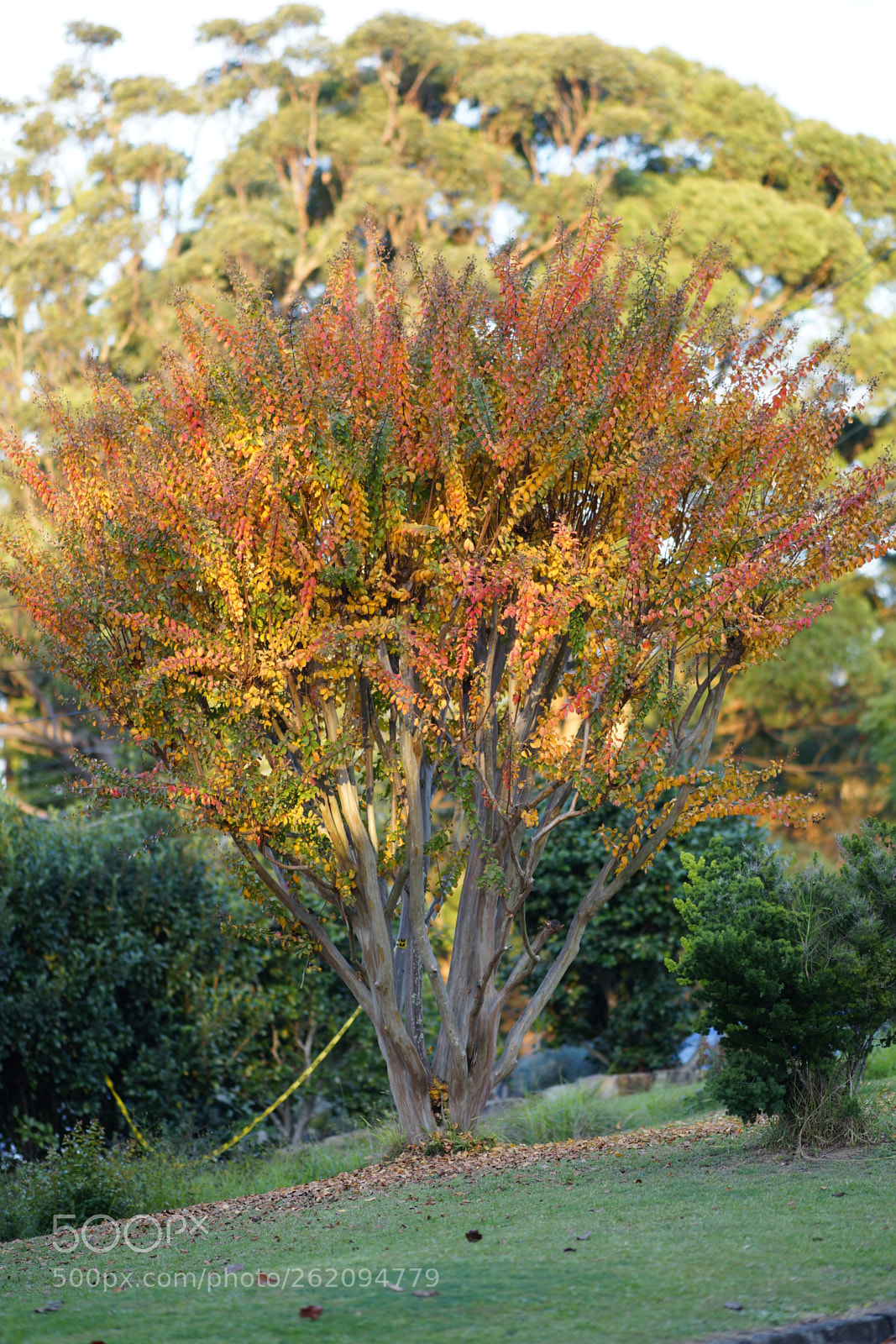 Sony Sonnar T* 135mm F1.8 ZA sample photo. Dsc2016 photography