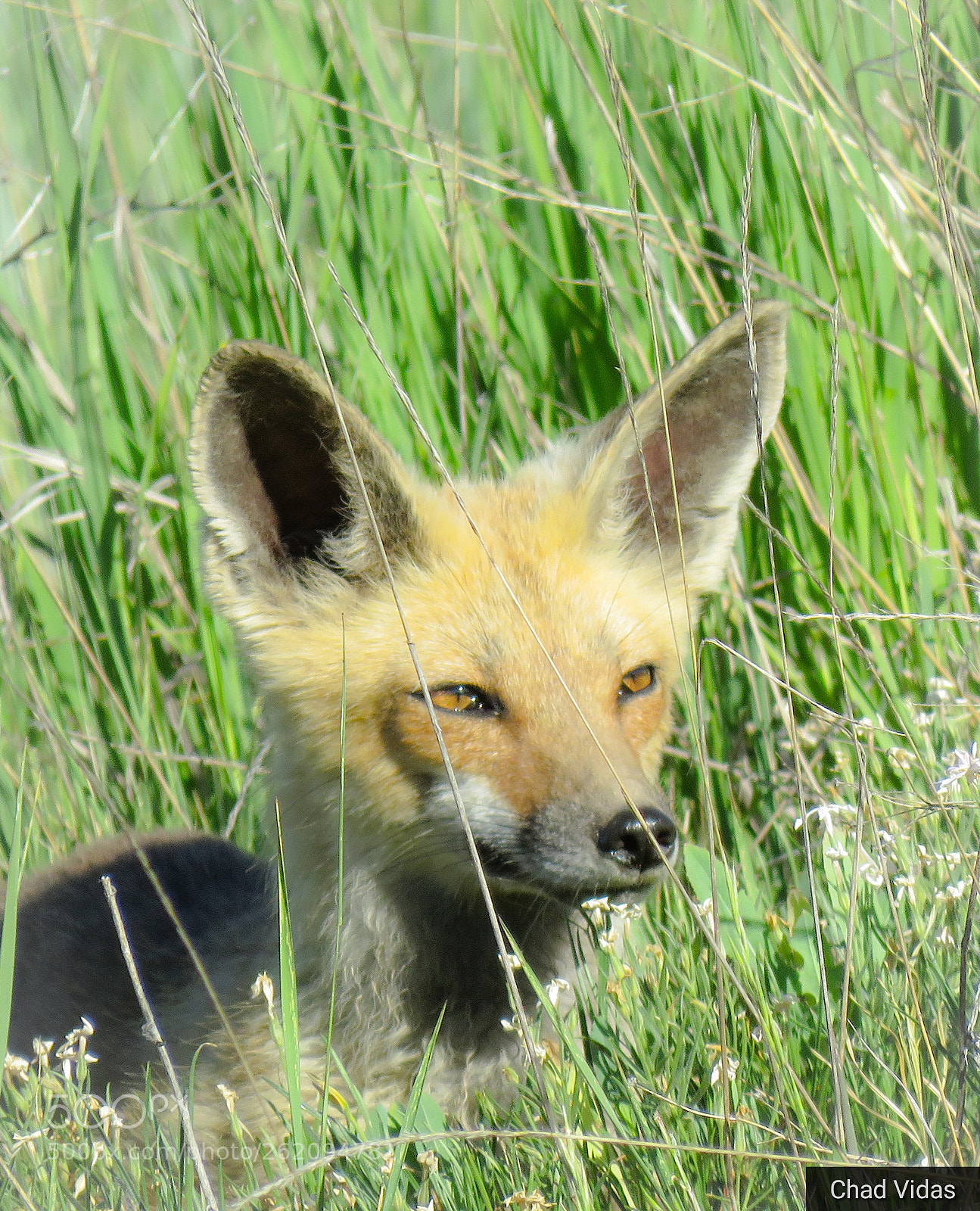Canon PowerShot SX60 HS sample photo. Foxing around photography