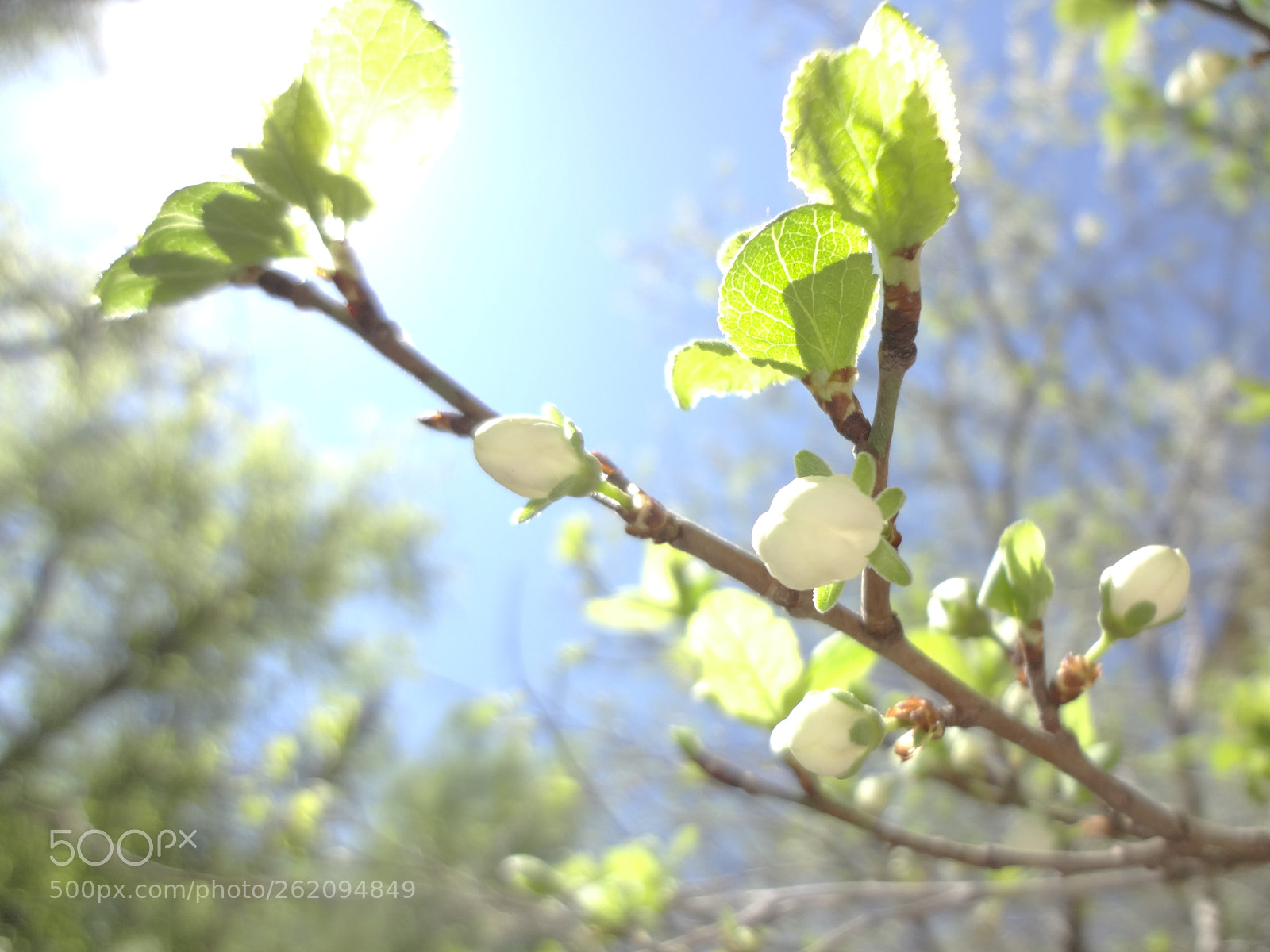 Sony Cyber-shot DSC-WX50 sample photo. Flowering of plum trees photography