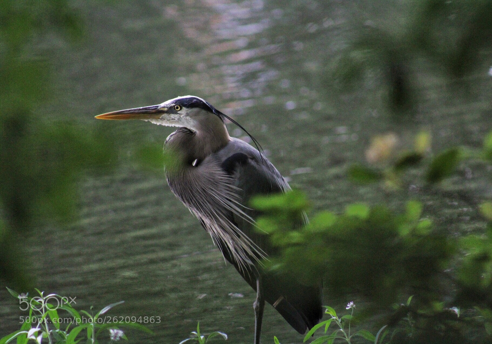 Canon EOS 1300D (EOS Rebel T6 / EOS Kiss X80) sample photo. Heron photography