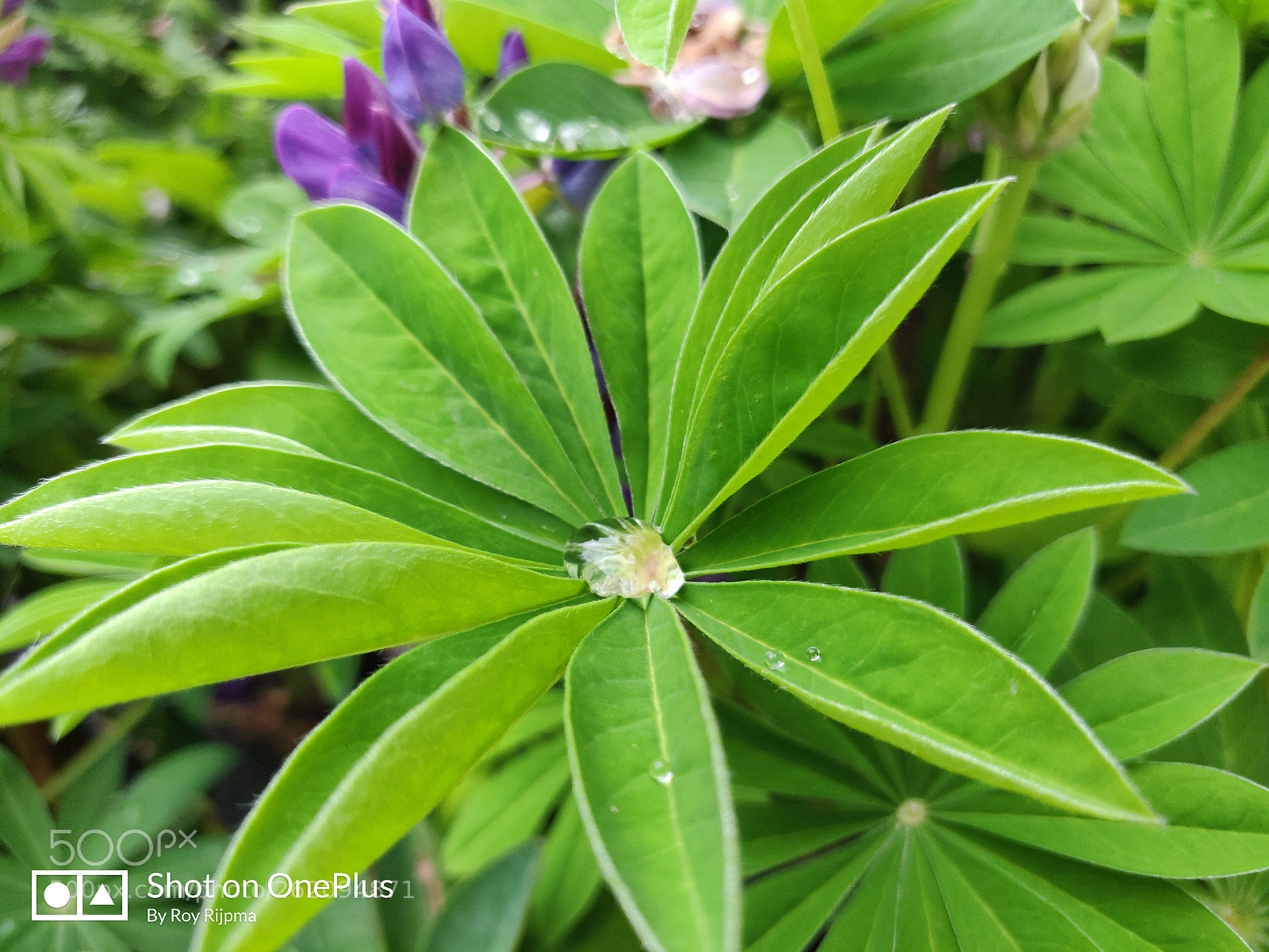 OnePlus 6 sample photo. Water in center of photography
