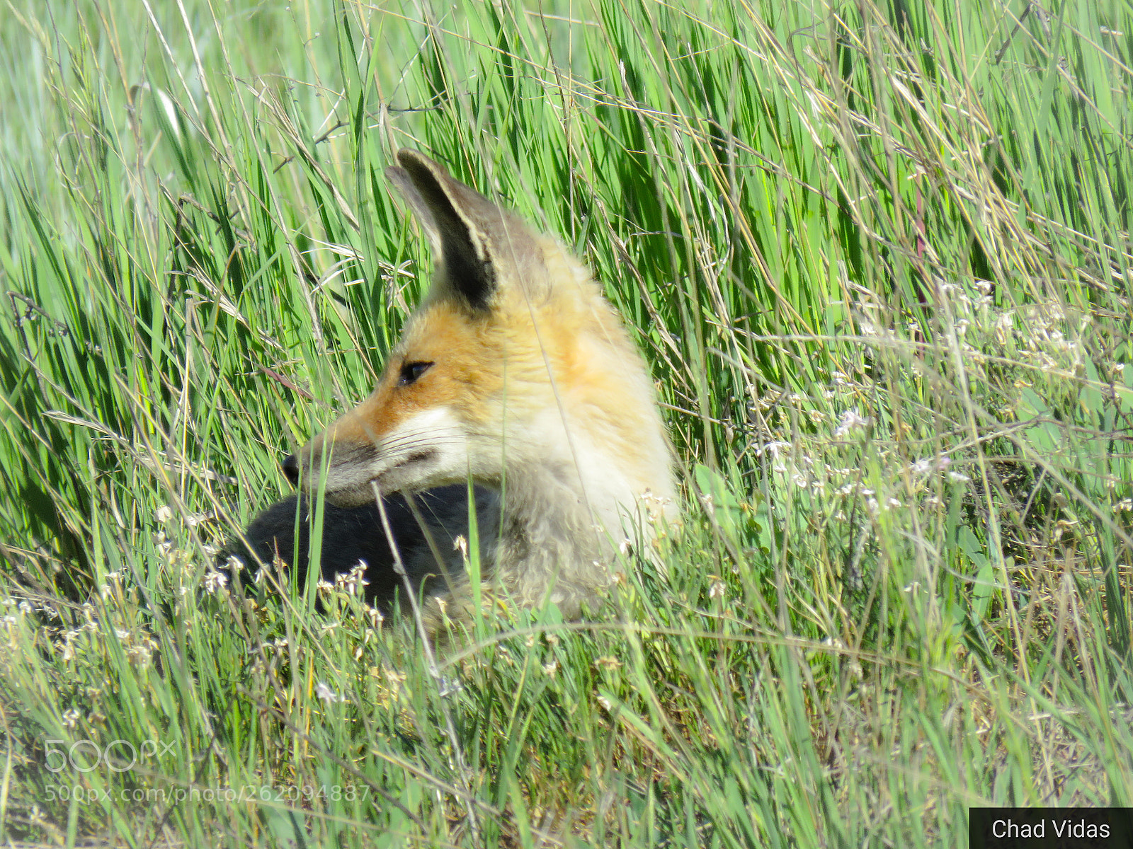 Canon PowerShot SX60 HS sample photo. Foxing it photography