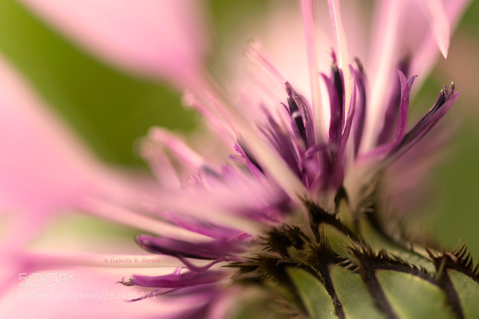 Nikon D750 sample photo. Pink rudder photography