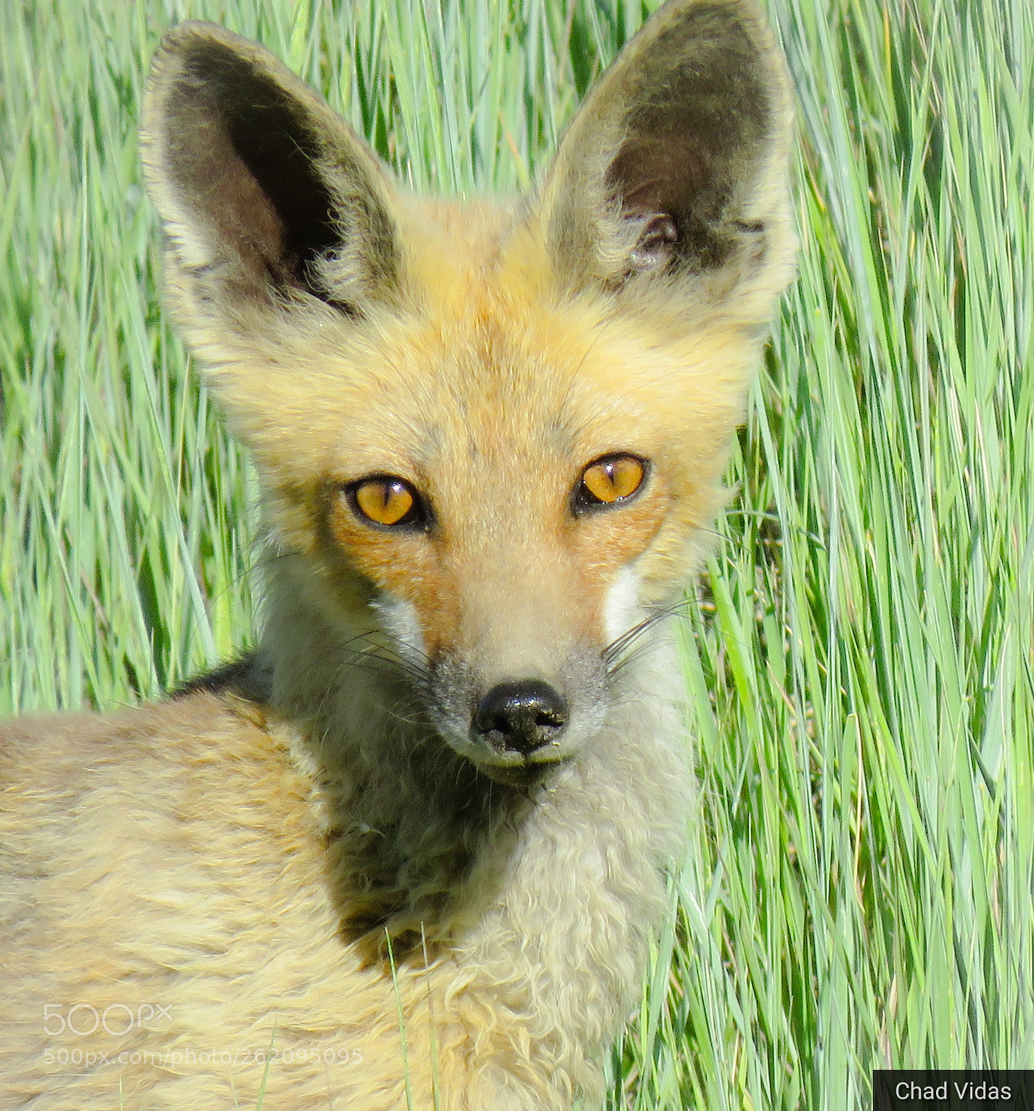 Canon PowerShot SX60 HS sample photo. Look foxy photography