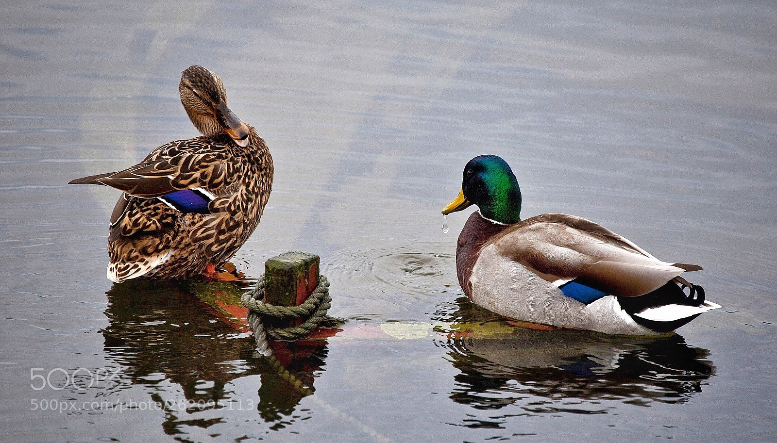 Canon EOS 5D Mark II sample photo. Mr mrs mallard anas photography