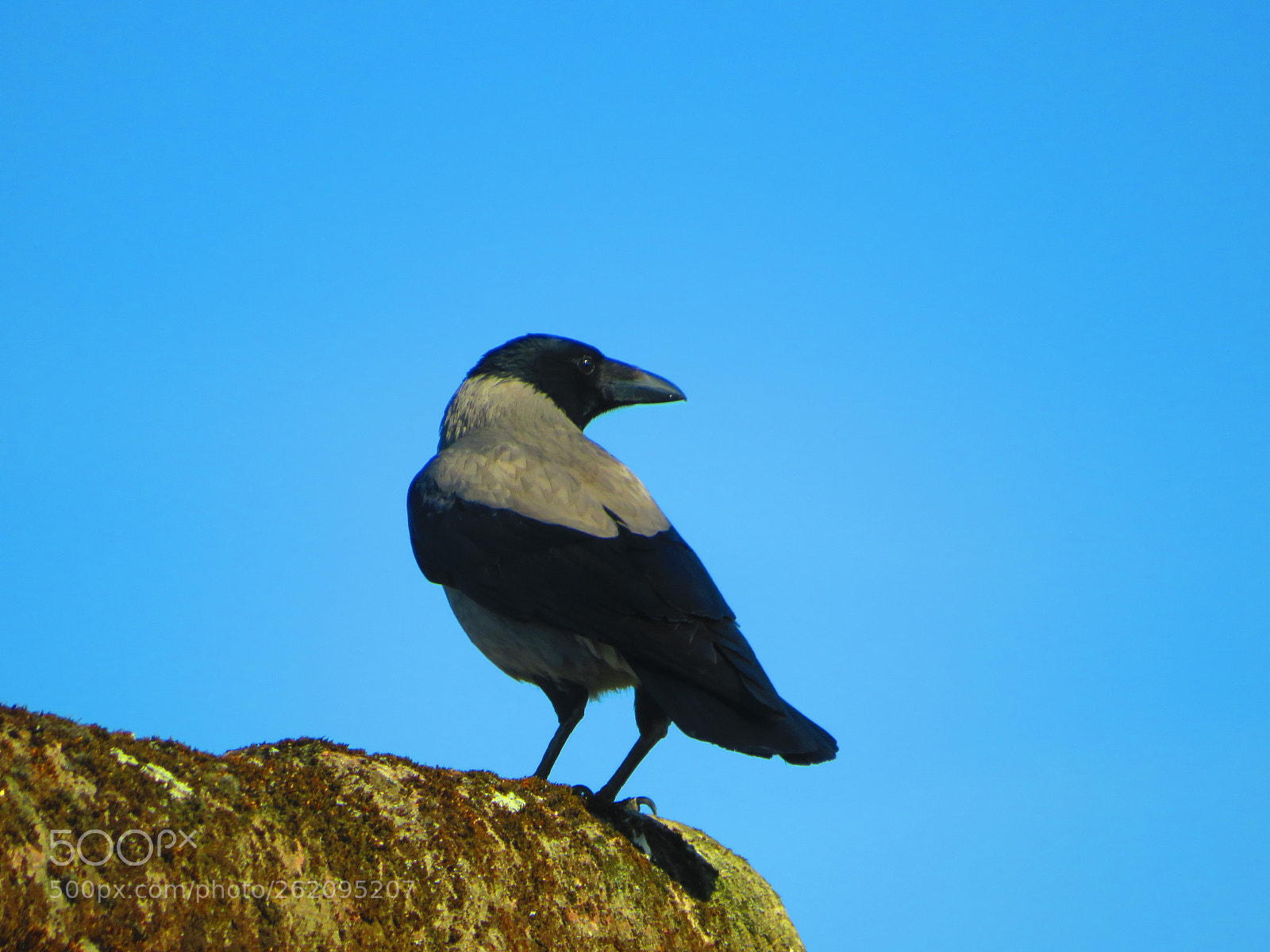 Canon PowerShot SX540 HS sample photo. Sweet bird ? photography