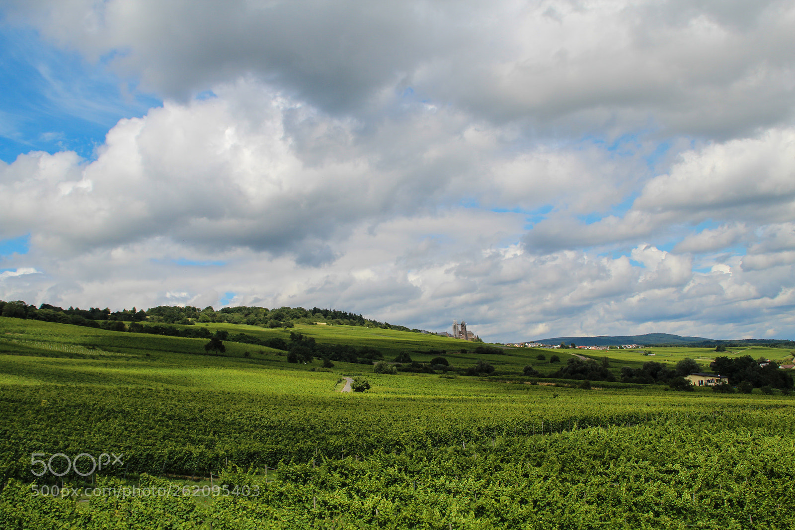 Canon EOS 600D (Rebel EOS T3i / EOS Kiss X5) sample photo. Wine fields photography