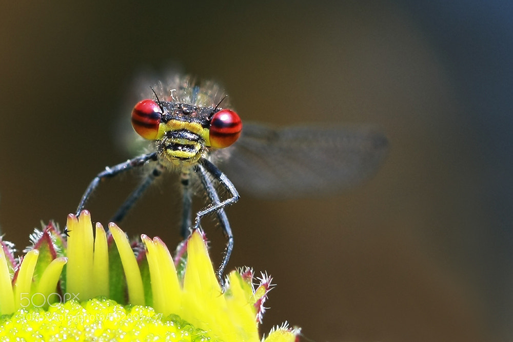 Canon EOS 1000D (EOS Digital Rebel XS / EOS Kiss F) sample photo. Look into my eyes! photography