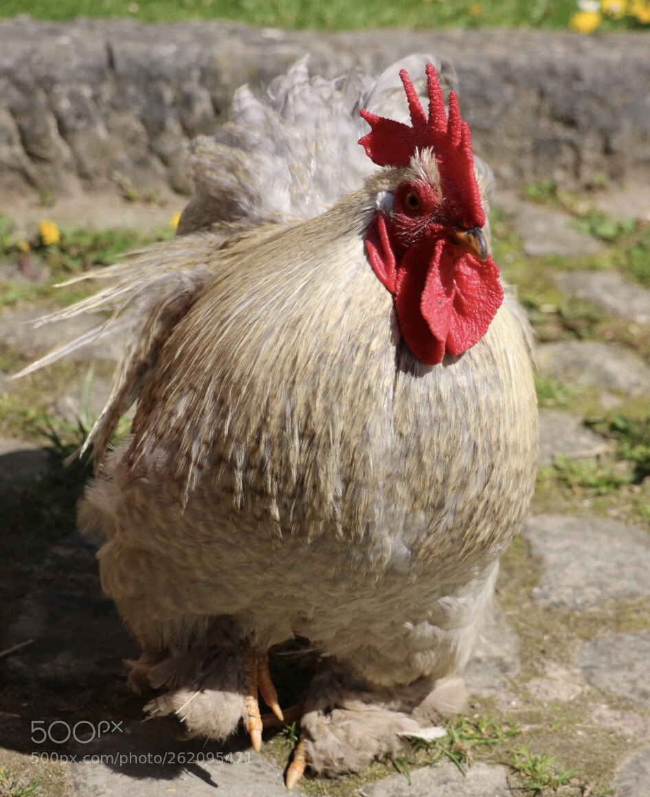 Canon EOS 750D (EOS Rebel T6i / EOS Kiss X8i) sample photo. The boss photography