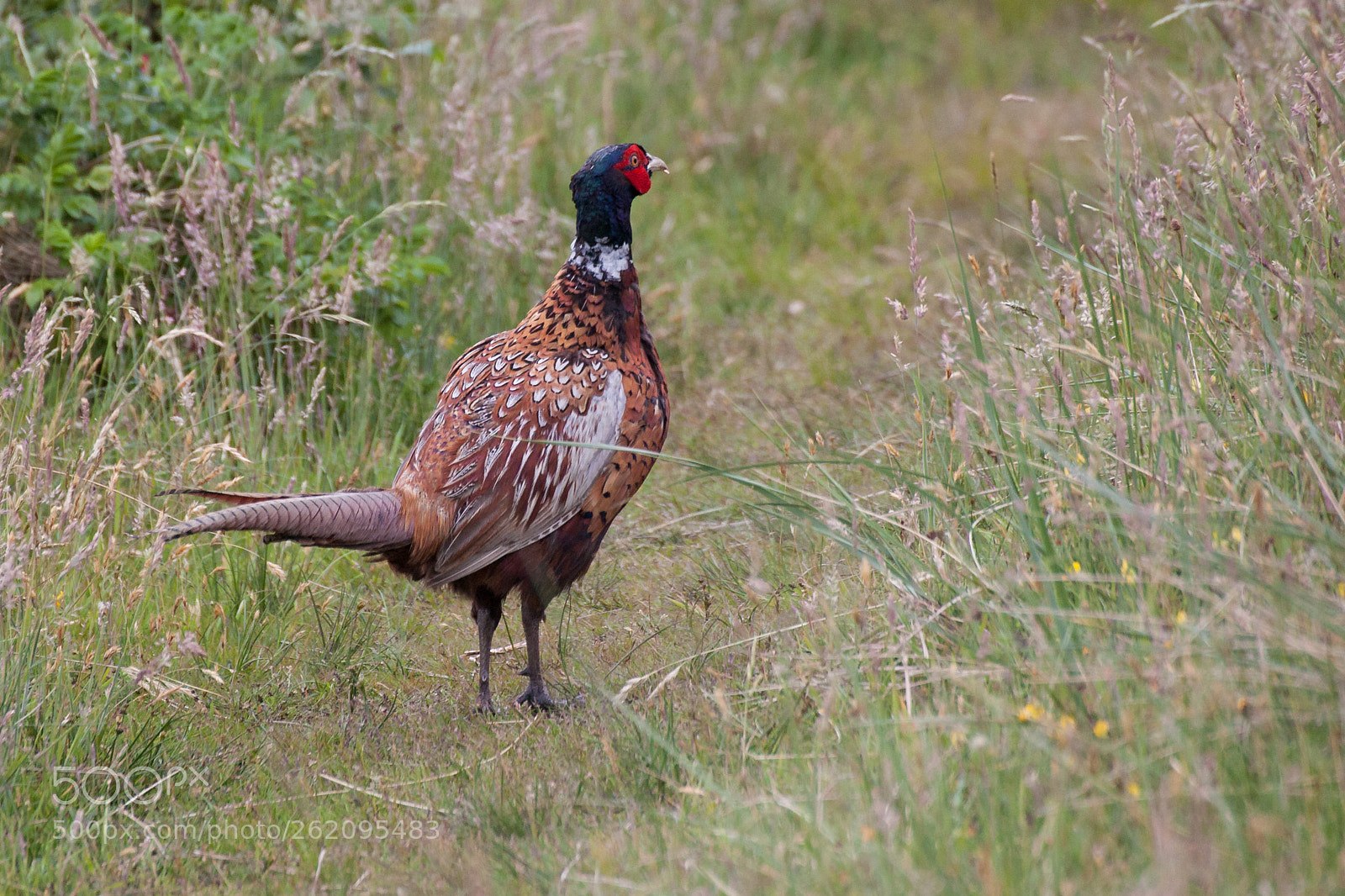 Canon EOS 5D Mark II sample photo. Pheasant photography