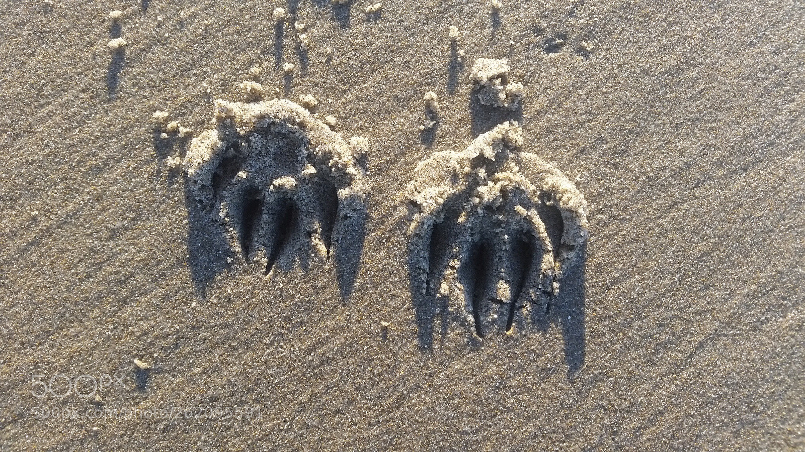 Samsung Galaxy S5 sample photo. Cat prints photography