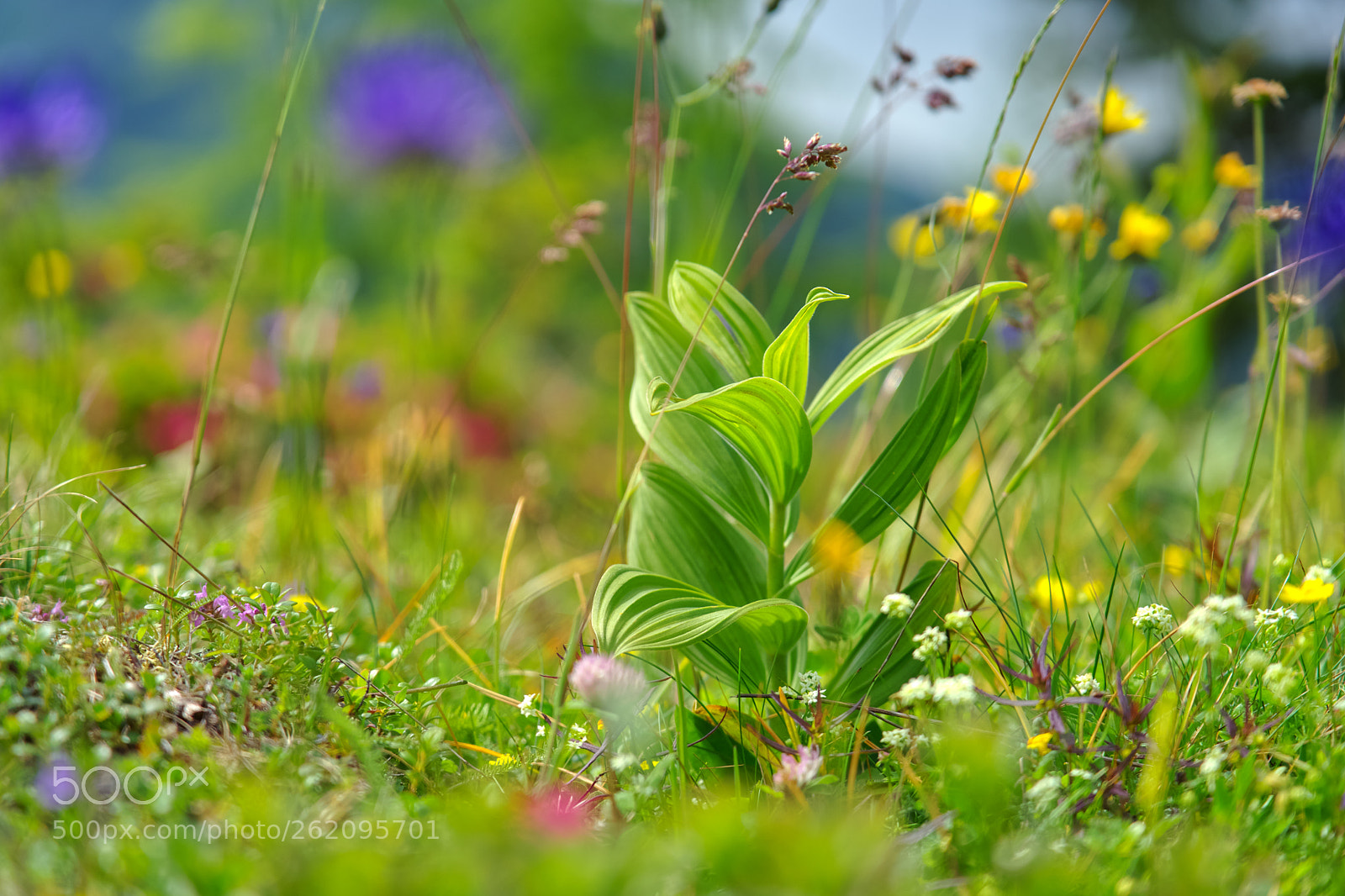 Sony a7 II sample photo. Almwiese photography