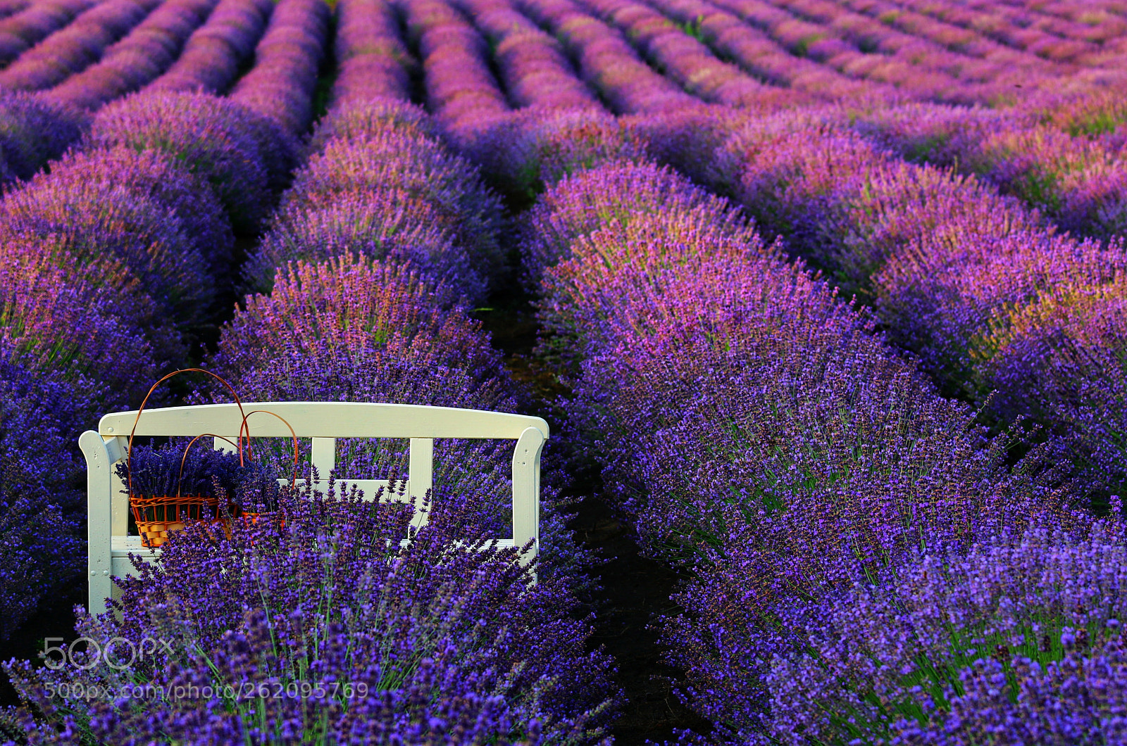 Canon EOS 70D sample photo. Lavender field photography