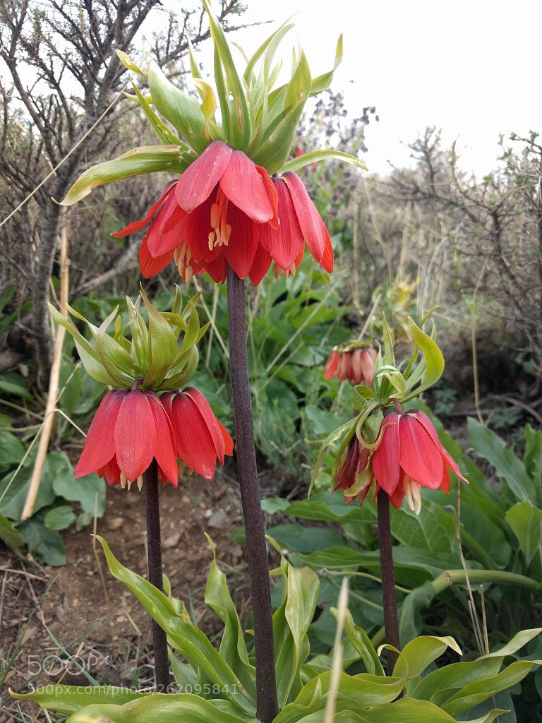 LG Nexus 5X sample photo. Fritillaria imperialis photography