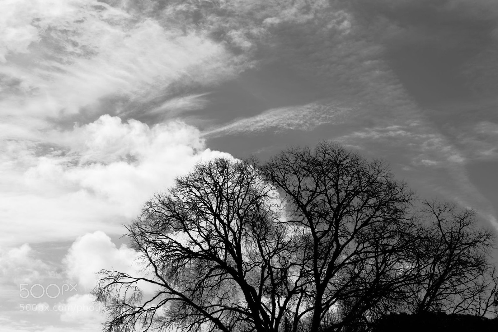 Canon EOS 70D sample photo. Árbol photography