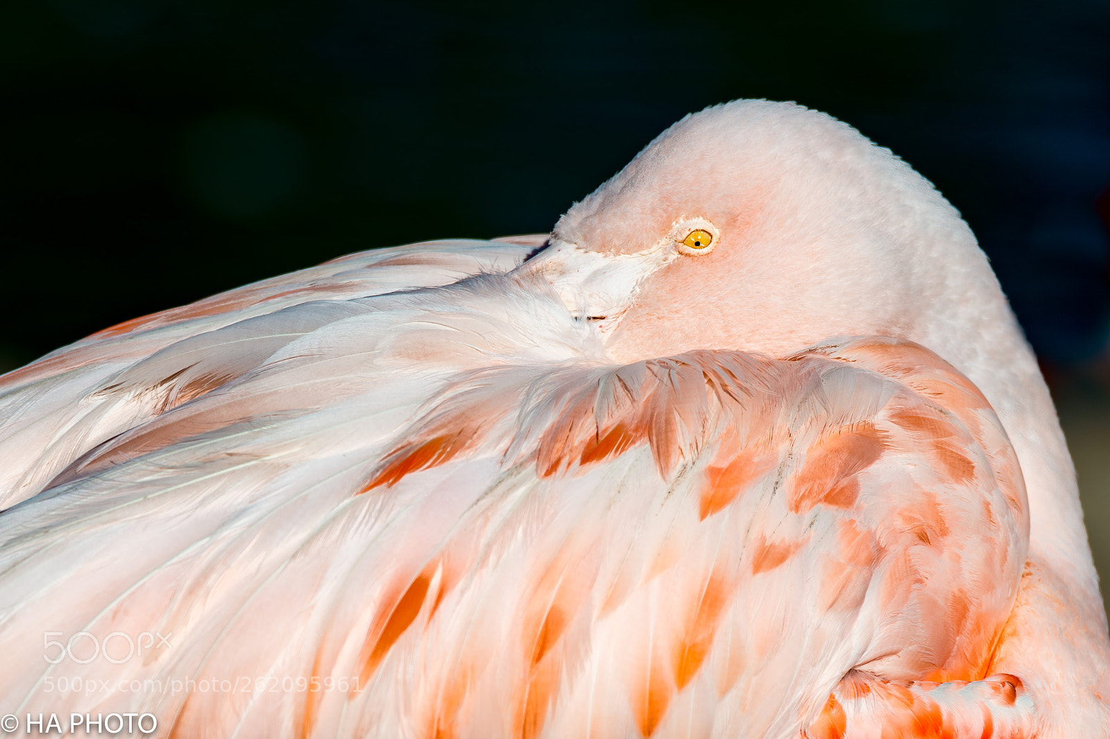 Nikon D800 sample photo. Resting chilean flamingo photography