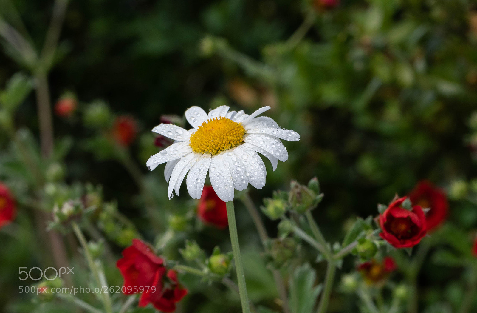 Nikon D750 sample photo. Leucanthemum vulgare photography
