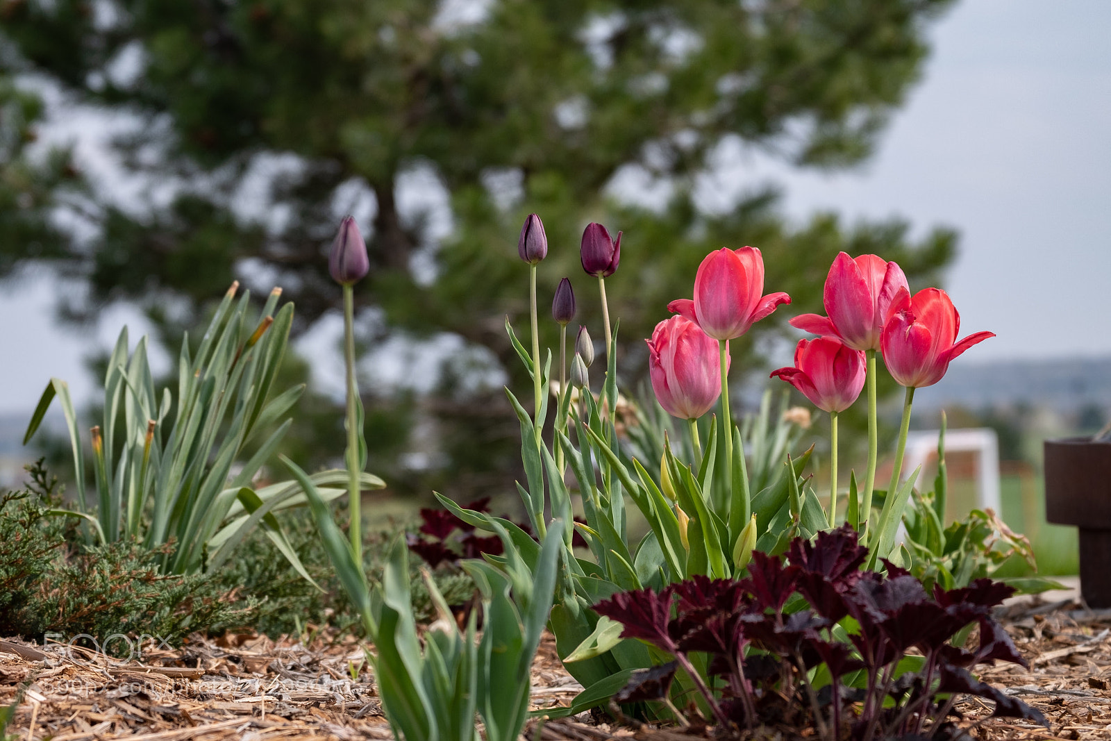 Fujifilm X-H1 sample photo. Tulipas photography