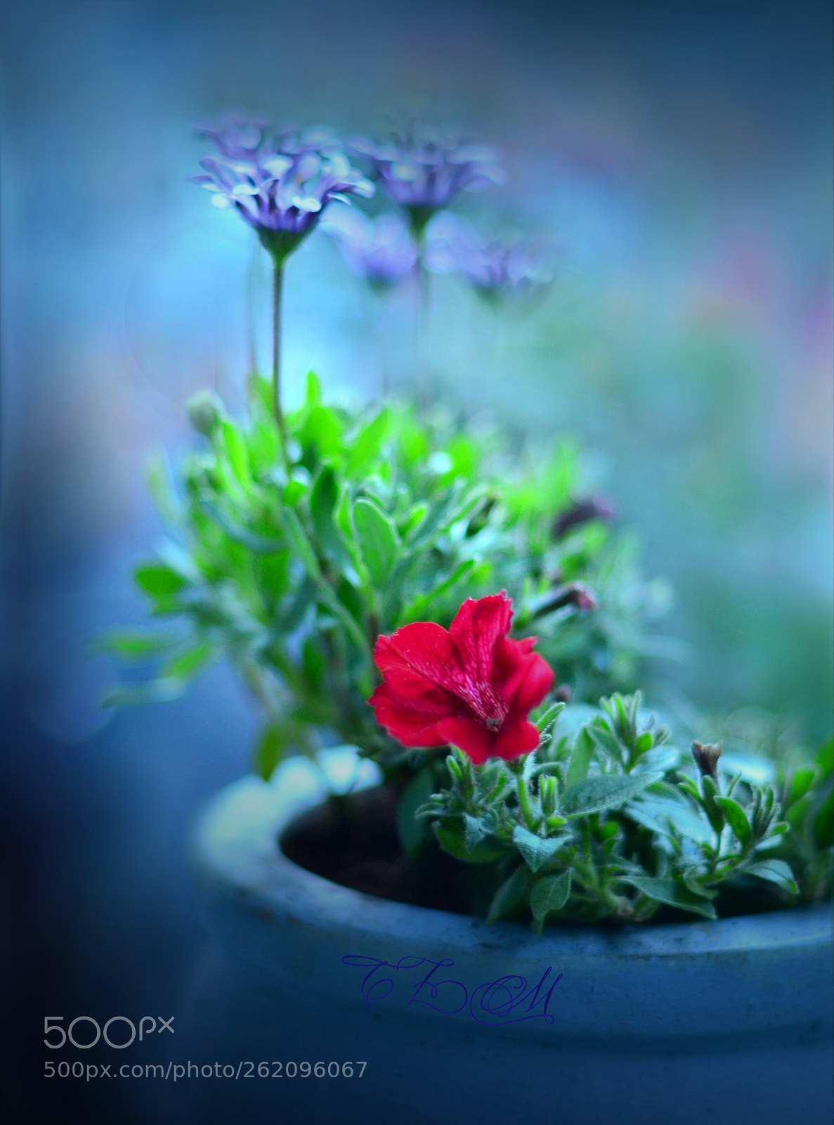 Nikon D5100 + Nikon AF-S Nikkor 50mm F1.4G sample photo. ..in blue light... photography