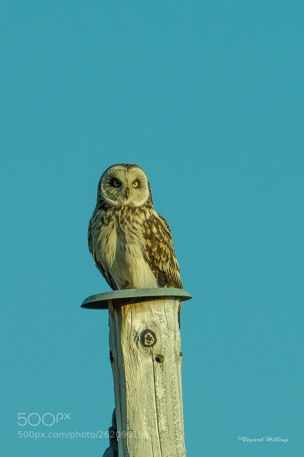 Nikon D810 sample photo. Short eared owl in photography