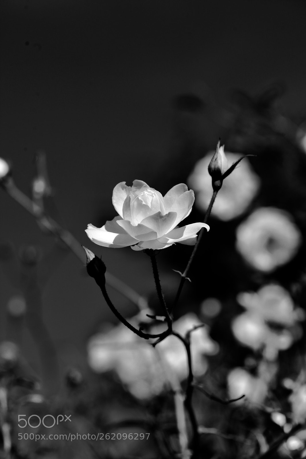 Canon EOS 5D Mark II sample photo. Esa flor photography