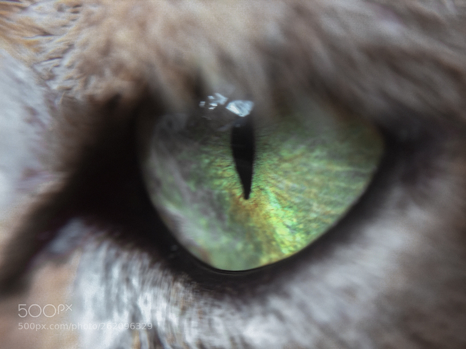 Apple iPhone 6 sample photo. Untitled photography
