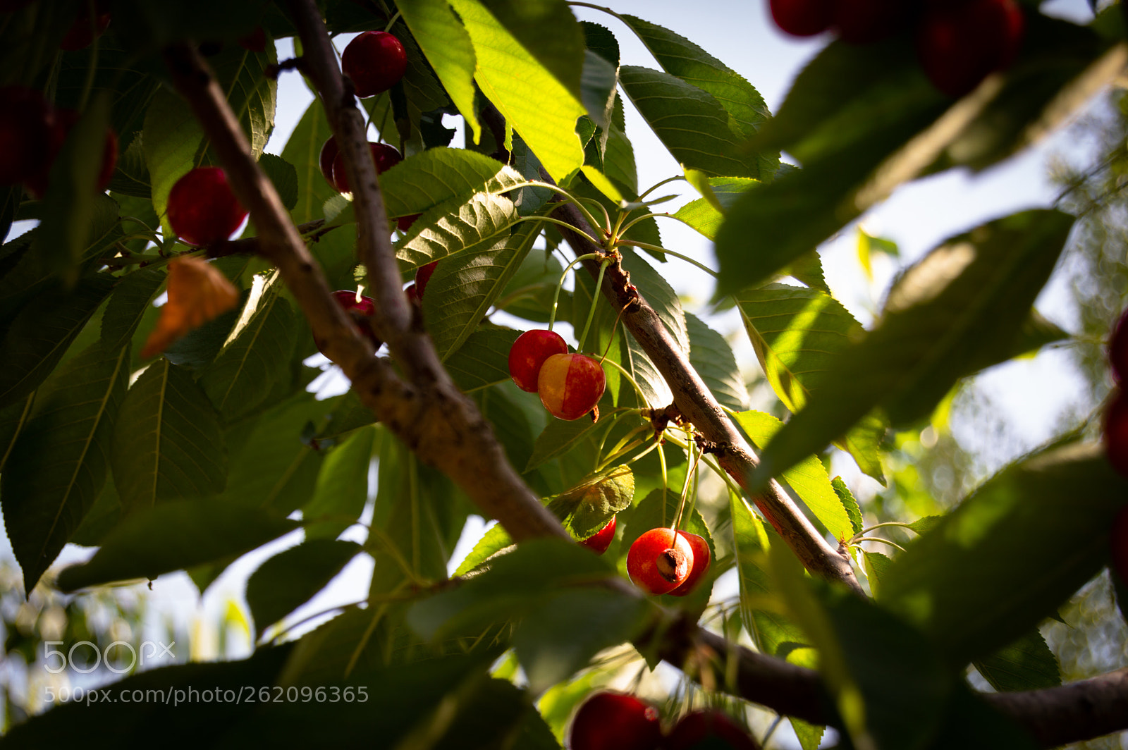 Nikon D3200 sample photo. F00d photography