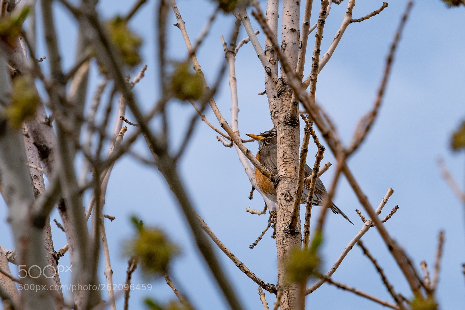 Fujifilm X-H1 sample photo. Bird photography