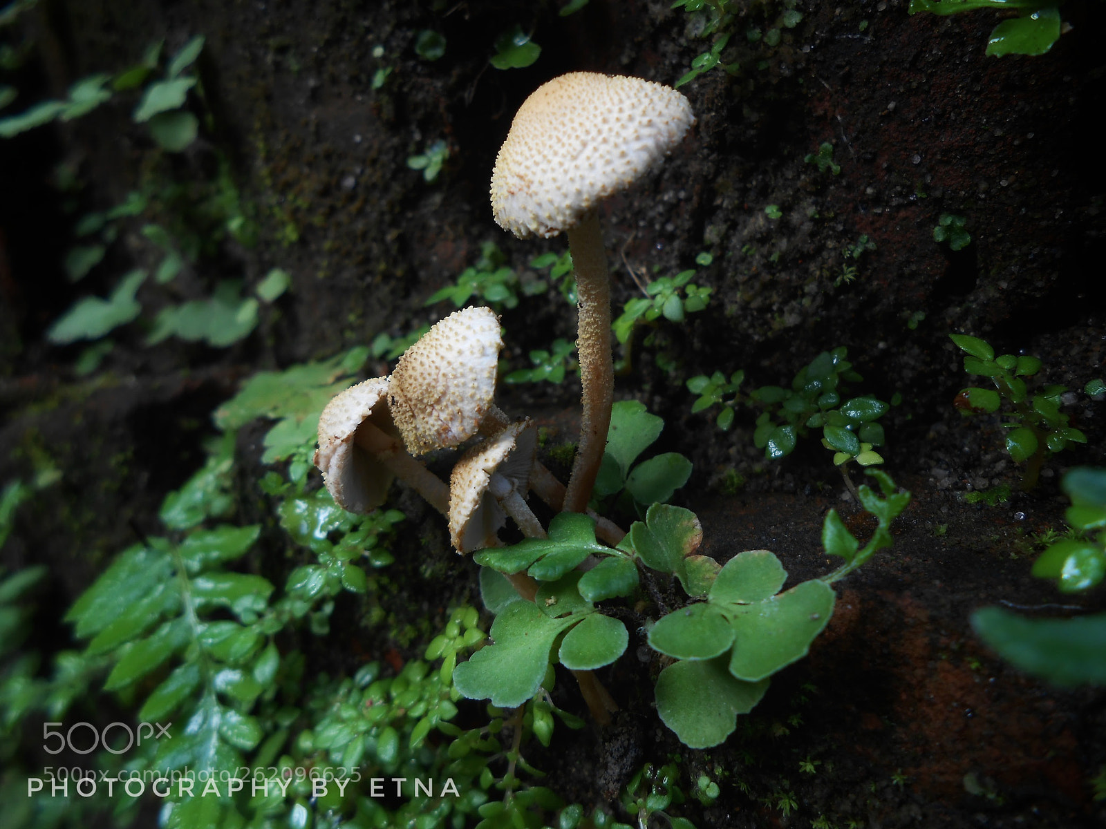 Nikon Coolpix S3300 sample photo. Wild mushroom photography