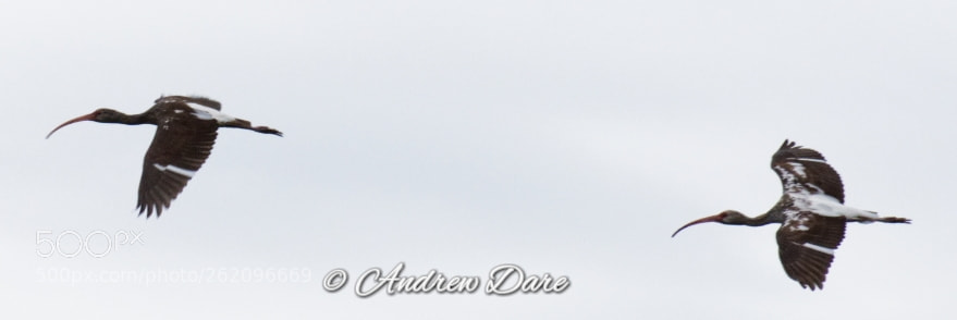 Nikon D810 sample photo. Untitled photography