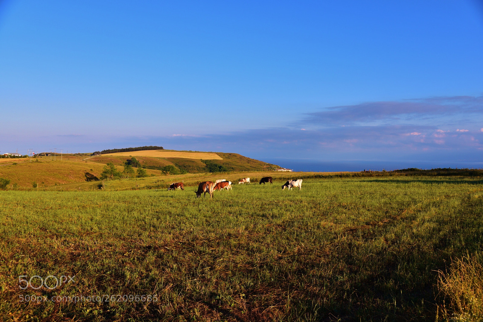 Nikon D750 sample photo. Farmland 2 photography