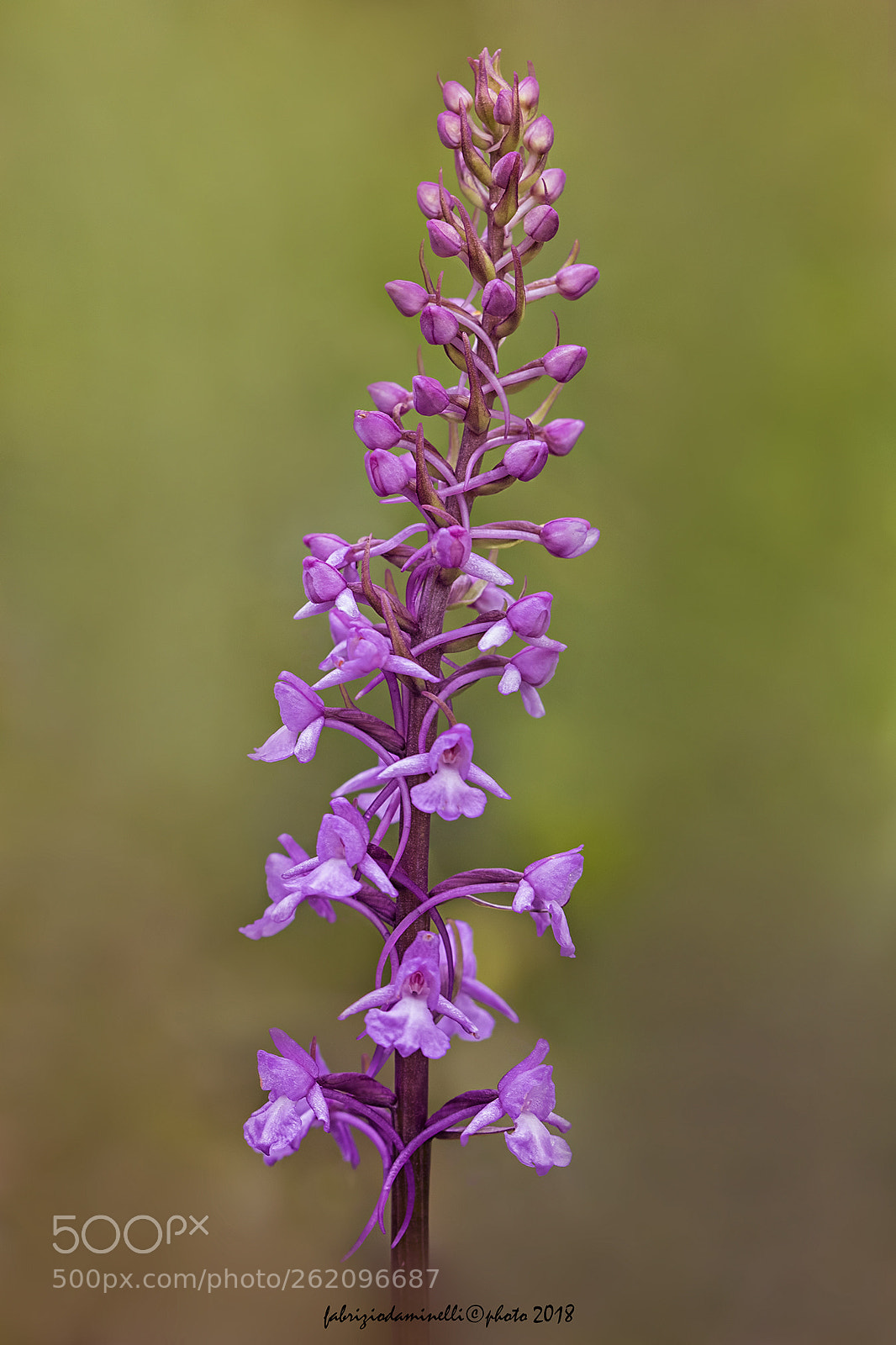 Canon EOS 7D Mark II sample photo. Gymnadenia conopsea photography