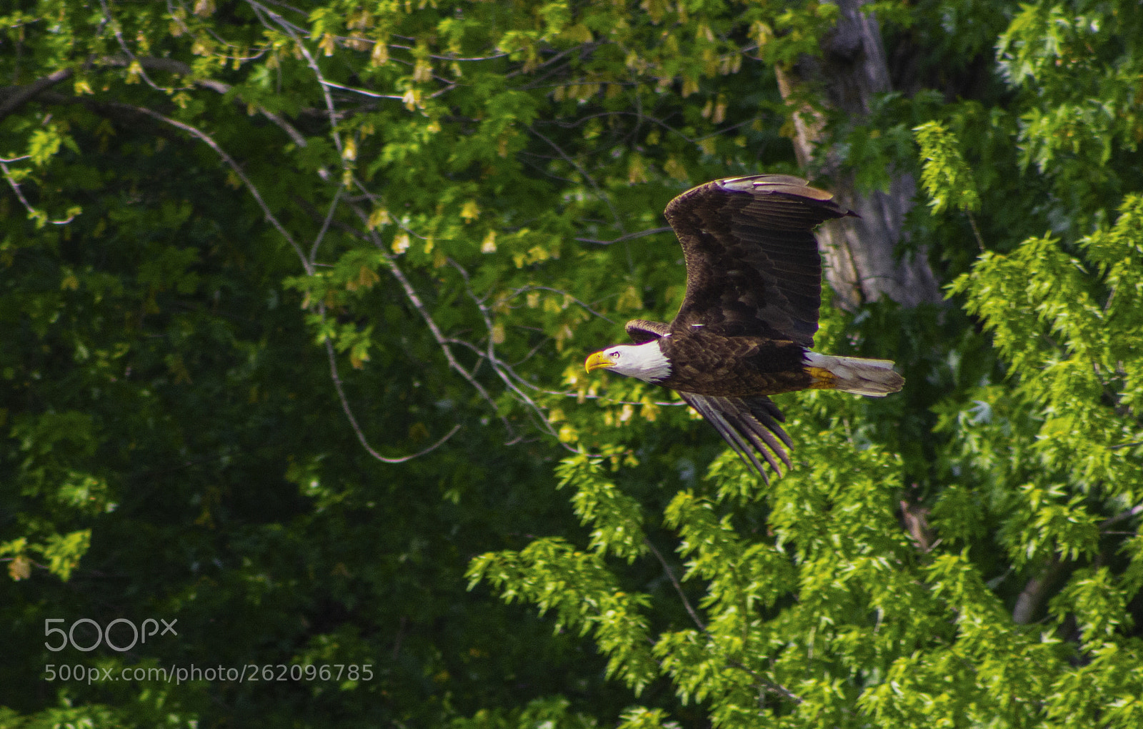 Canon EOS 1200D (EOS Rebel T5 / EOS Kiss X70 / EOS Hi) sample photo. Greys lake eagle in photography