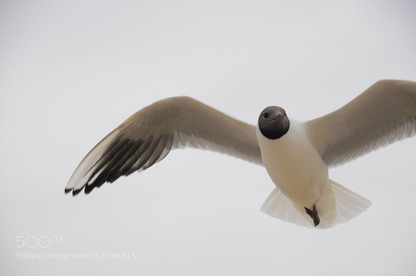 Sony SLT-A58 sample photo. Möwe photography