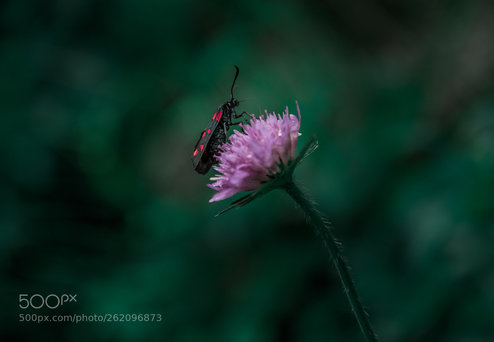 Nikon D750 sample photo. Nature photography