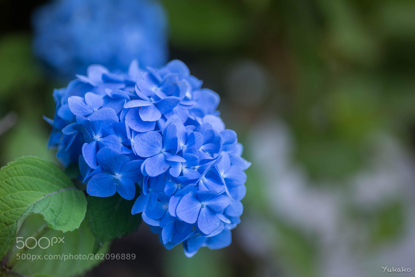 Nikon D750 sample photo. Hydrangea photography
