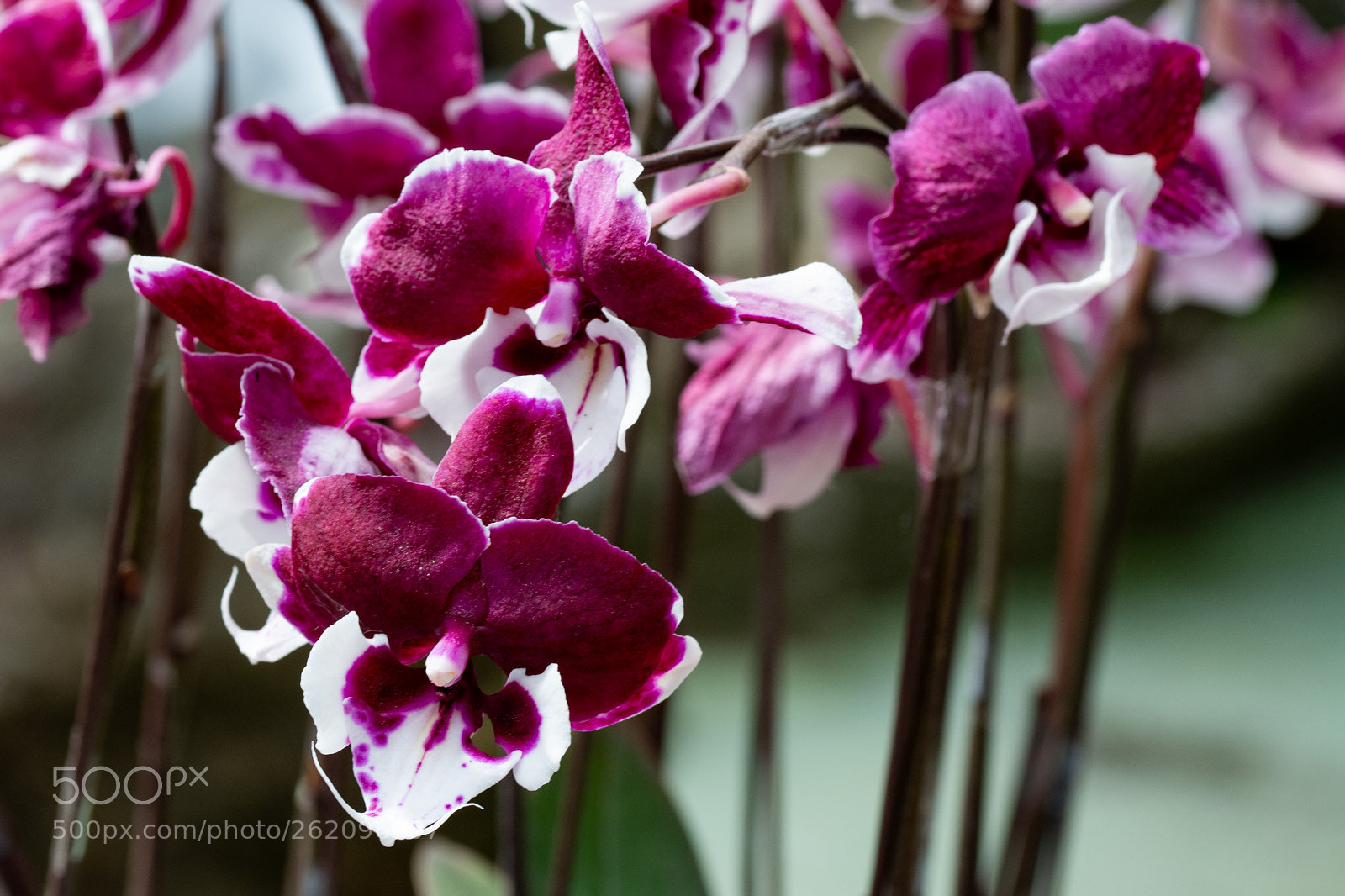 Nikon D7100 sample photo. Purple & white orchid photography
