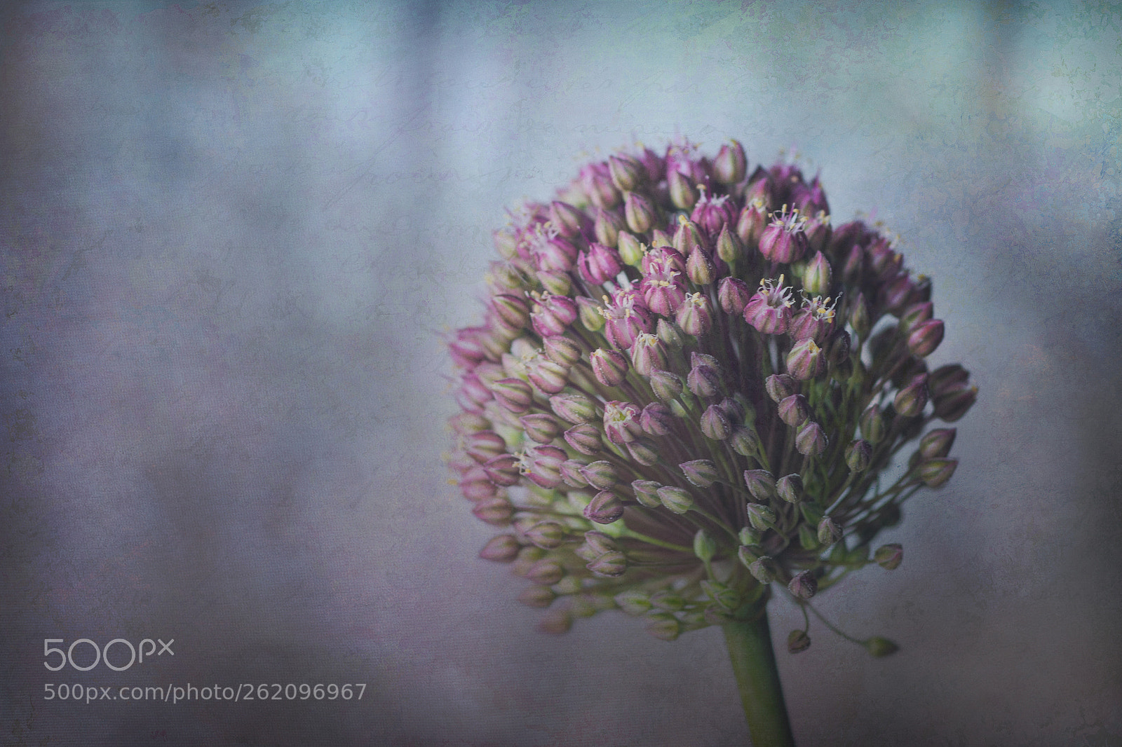 Canon EOS 70D sample photo. Flor de cebolla photography