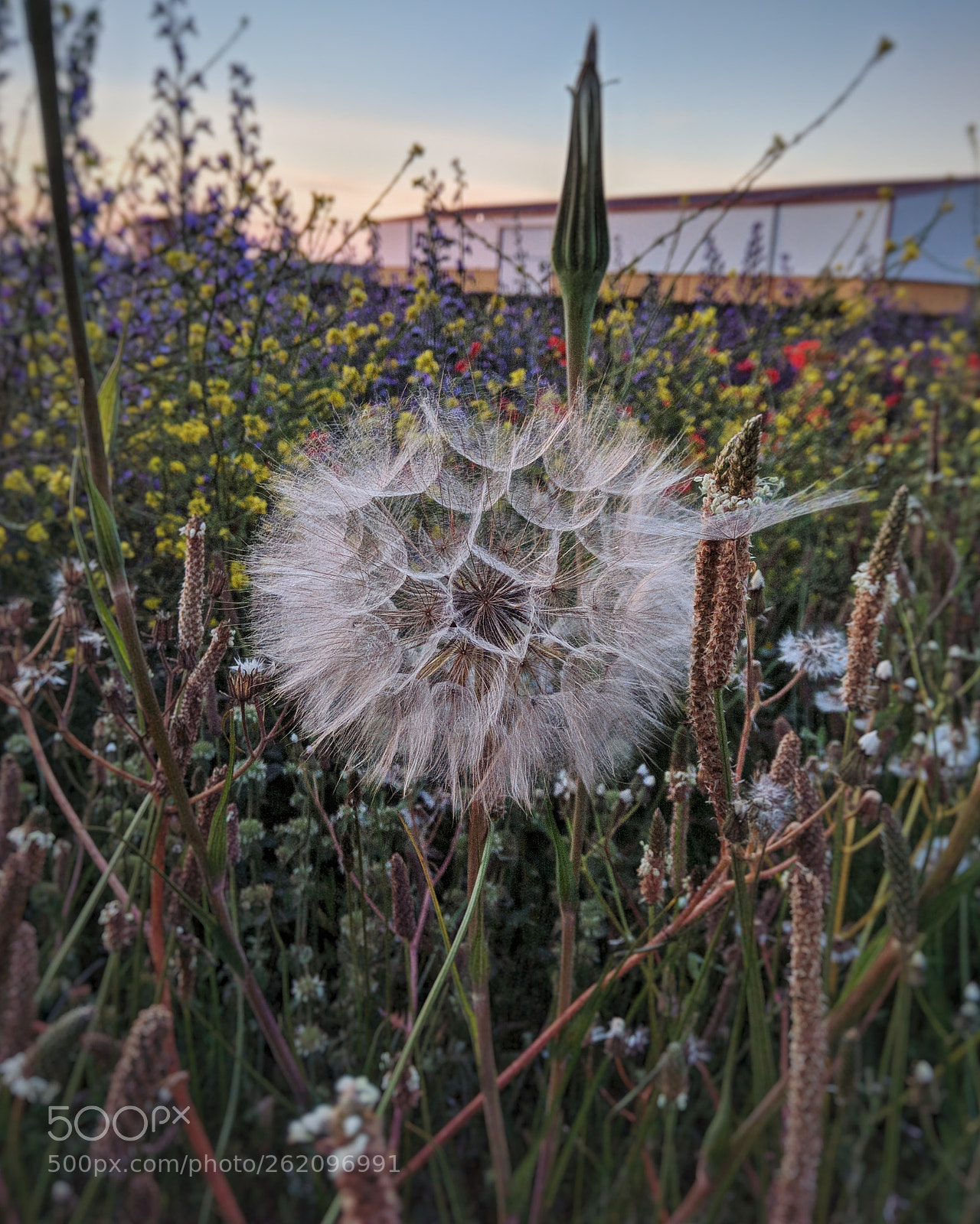 Xiaomi Redmi Note 4 sample photo. Dandelion photography