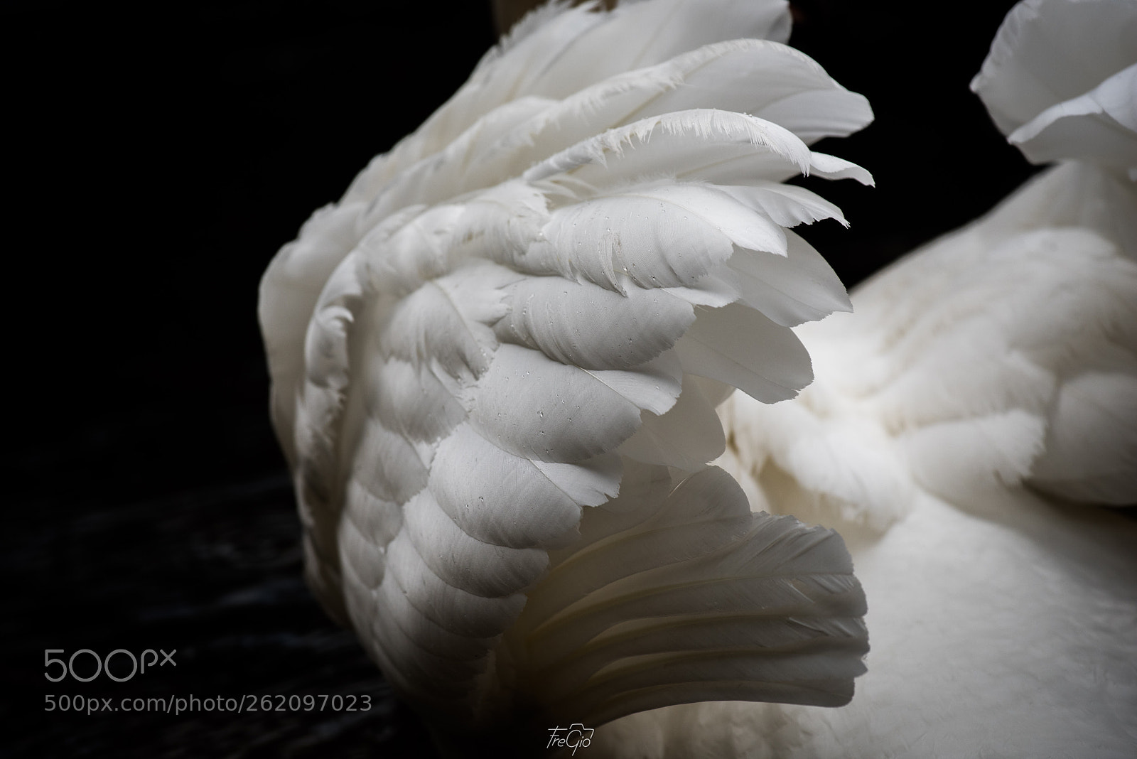 Nikon D810 sample photo. Elegant plumage photography