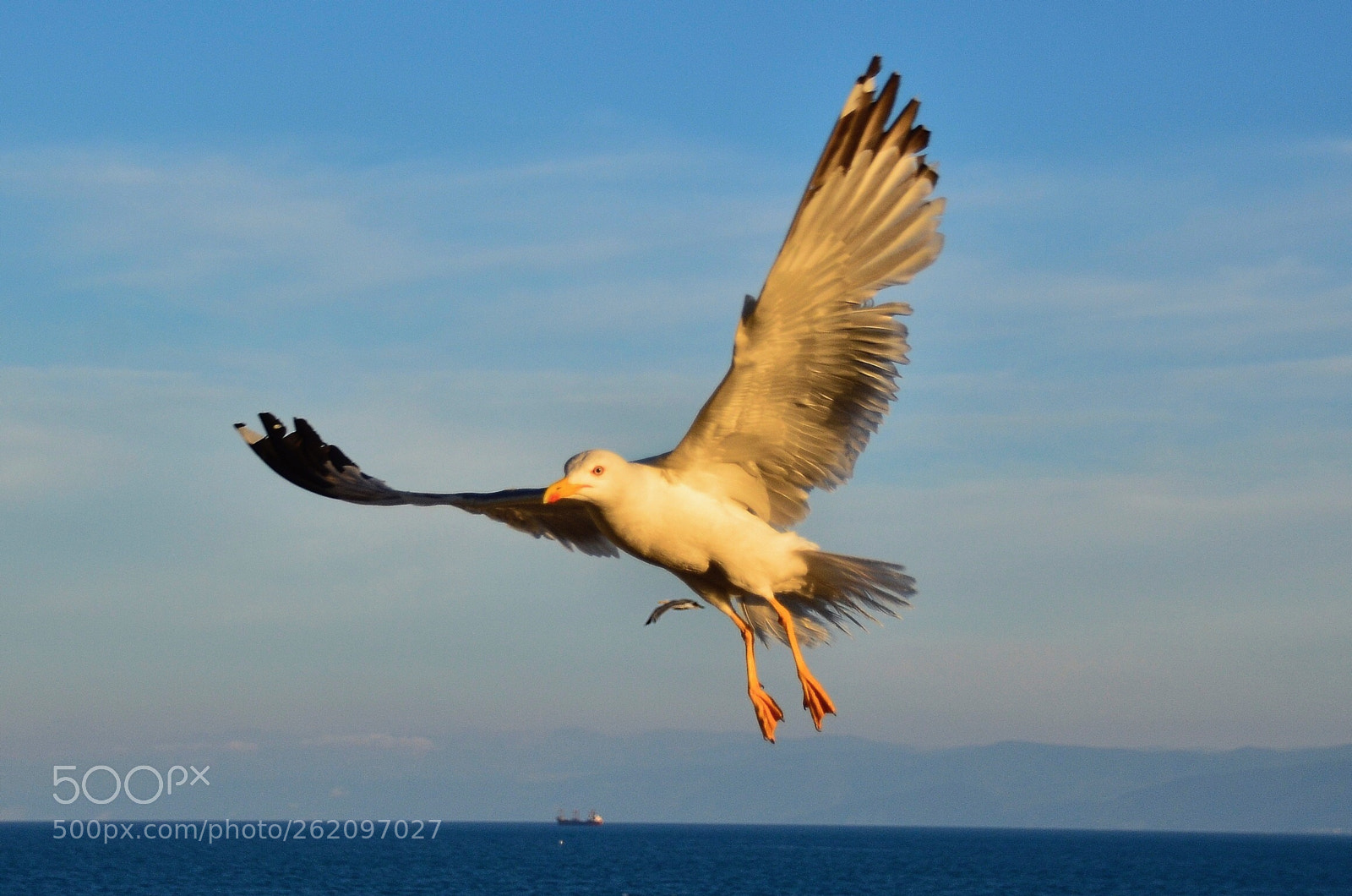 Nikon D7000 sample photo. Seagull  photography