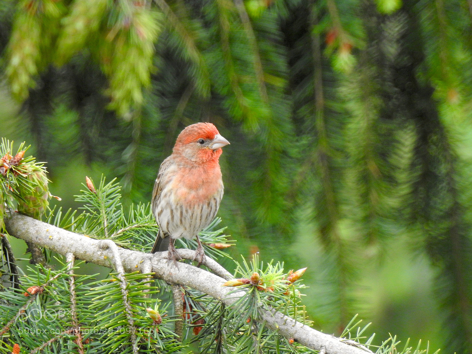 Nikon Coolpix P900 sample photo. House finch photography
