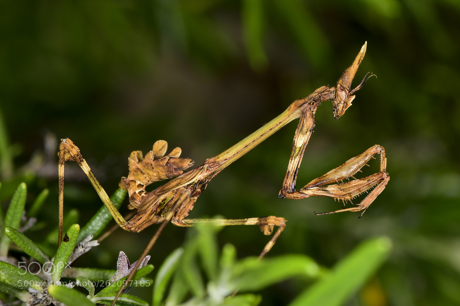 Nikon D5500 sample photo. Empusa pennata hembra photography