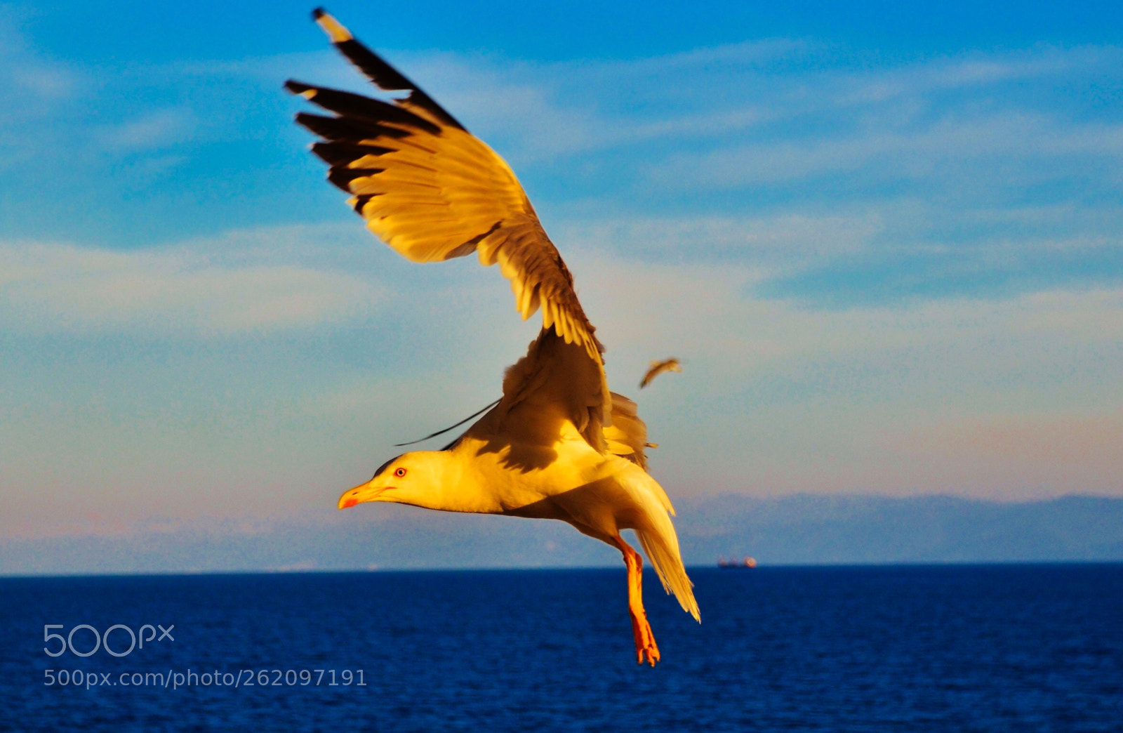 Nikon D7000 sample photo. Seagull in flight  photography